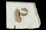 Kainops Trilobite With Enrolled Lochovella - Oklahoma #144811-1
